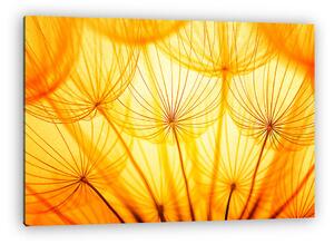 Dandelion (vászonkép)