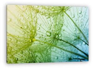 Dandelion (vászonkép)