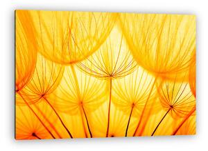 Dandelion (vászonkép)