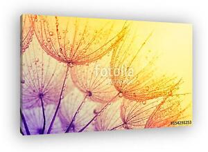 Dandelion flower background (vászonkép)