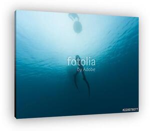 Freedivers in the sea (vászonkép)