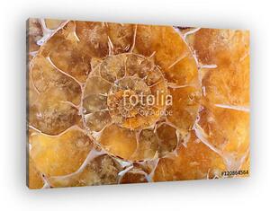 Yellow ammonite spiral closeup (vászonkép)