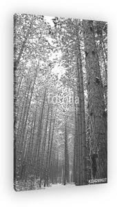 Trees in the forest (vászonkép)