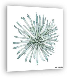 Succulent isolated on a white background. Watercolor hand drawn illustration. (vászonkép)