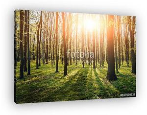 Rays of light in the forrest (vászonkép)