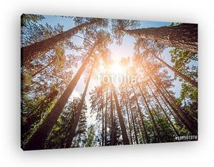 Rays of light in the forrest (vászonkép)