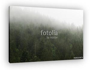 Forest in the mist (vászonkép)