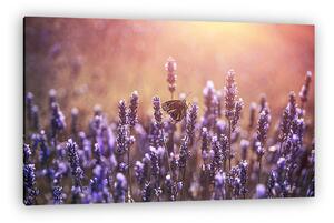 Butterfly at lavender with pastel colours (vászonkép)