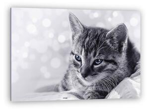 Sweet kitten bokeh (vászonkép)