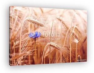 Ryes with blue cornflower (vászonkép)