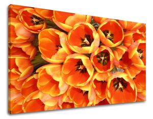 Fali festmény FLOWERS TULIPÁNY KV026E11