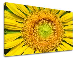 Fali festmény FLOWERS SUNflowers KV039E11