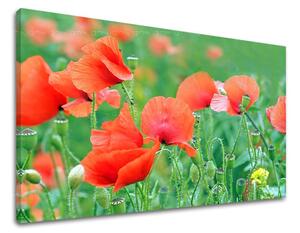 Fali festmény FLOWERS MAKY KV099E11