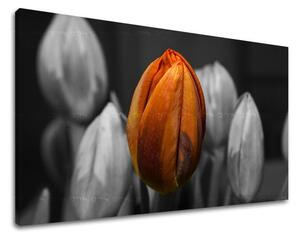 Falfestmény FLOWERS TULIPANS KV095E11
