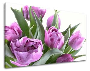 Fali festmény FLOWERS TULIPANS XOBKV131E11
