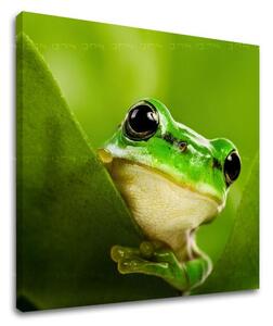 Fali festmény ANIMALS ZV038E12