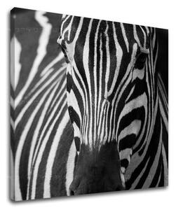 Falfestmény ANIMALS ZV044E12