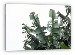 Banánfa levelek - fototapéta minta (vászonkép)