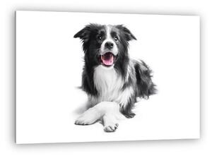 Border collie kutya (vászonkép)