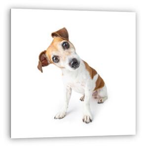 Jack Russel kiskutya (vászonkép)