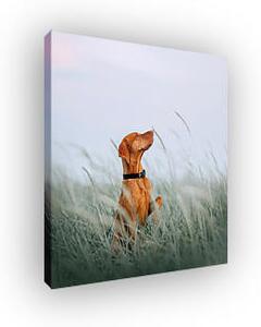 Vizsla a búzamezőn (vászonkép)