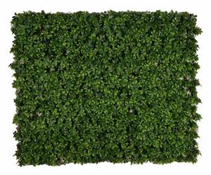 Schefflera rugalmas szőnyeg – dekorpanel, zöldfalhoz