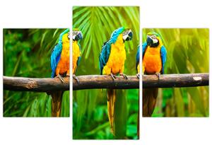 Modern kép - papagájok (90x60cm)