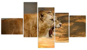 Kép - ordít, oroszlán (150x85cm)