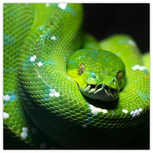 Az állatok képe - kígyó