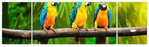 Modern kép - papagájok (170x50cm)