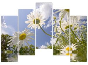 Kép - százszorszép, tavasszal (125x90cm)