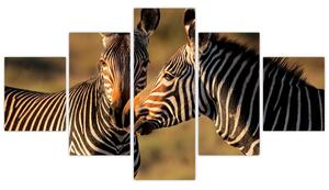 Kép - zebra (125x70cm)