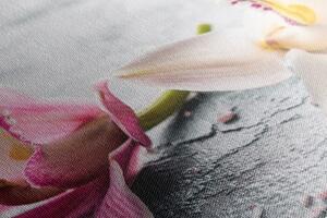 Kép orchidea virágok