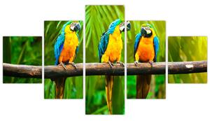 Modern kép - papagájok (125x70cm)