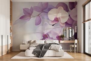 Fotótapéta Lágy lila orchideák szelíd árnyalatokban, Modern fotótapéta, Modern fotótapéta, w02910 - Muralas.hu