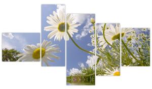 Kép - százszorszép, tavasszal (150x85cm)