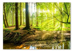 Akril üveg kép Napsugarak erdő