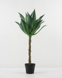 Agave