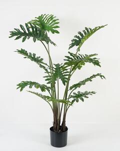 Filodendron
