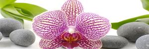 Csíkos orchidea - vászonkép