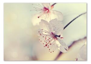 Egyedi üvegkép Cseresznyevirág