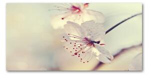 Akrilkép Cseresznyevirág