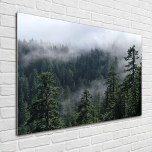 Üvegfotó Erdő köd