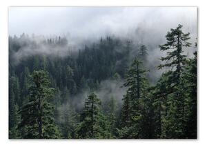 Üvegfotó Erdő köd