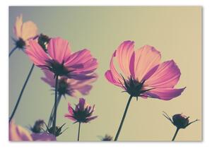 Akrilkép Rózsaszín virágok