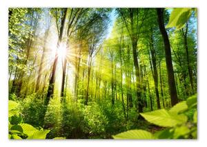 Akril üveg kép Forest a nap