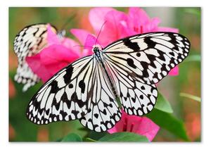 Üvegkép Pillangó a virágon