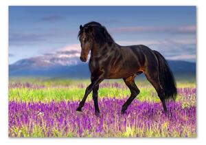 Akrilkép A ló egy levendula mező