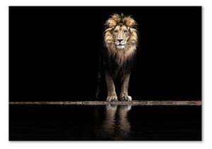 Üvegkép Portré egy oroszlán