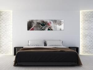 Festés - macskák (170x50cm)